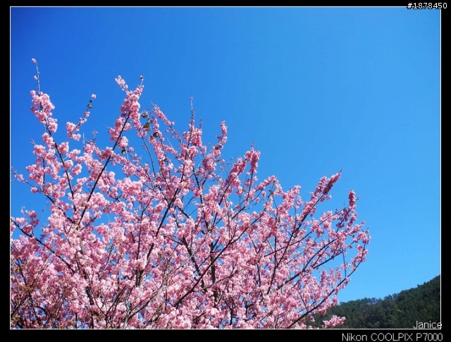 【0211-0212 綿羊團】殘念太平山 + 武陵農場之櫻花爆炸了