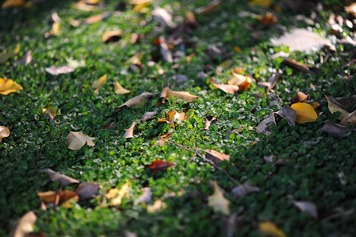 輕巧畫質兼顧 Nikon AF-S Nikkor 85mm f/1.8G