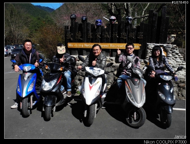 【0211-0212 綿羊團】殘念太平山 + 武陵農場之櫻花爆炸了