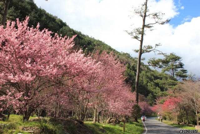 2012, 2月12-14 武陵農場櫻花花況