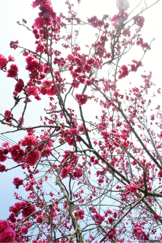 家鄉 新社的櫻花 看著櫻花長大又綻放 相當感動