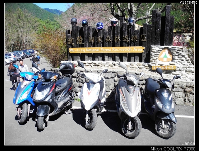 【0211-0212 綿羊團】殘念太平山 + 武陵農場之櫻花爆炸了