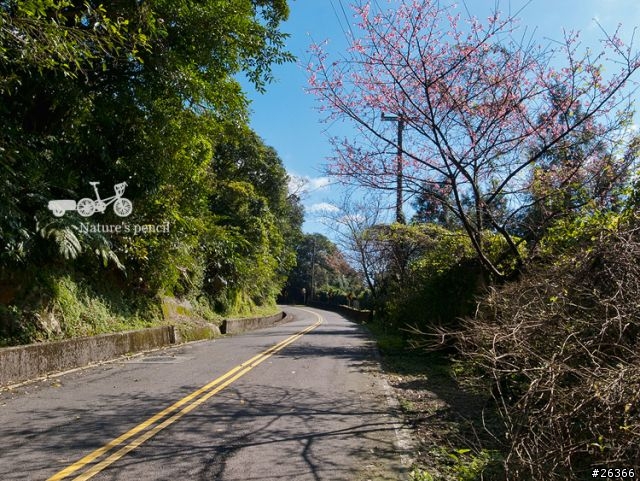 【一個人的旅行】單車賞春櫻【平溪、雙溪、不厭亭、金瓜石、九份、侯硐】
