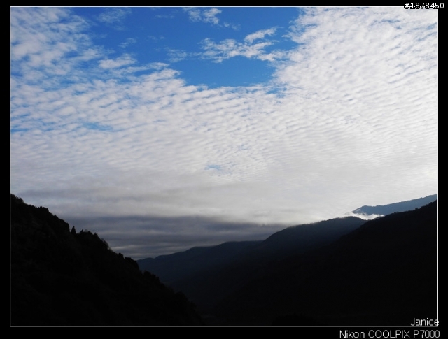 【0211-0212 綿羊團】殘念太平山 + 武陵農場之櫻花爆炸了