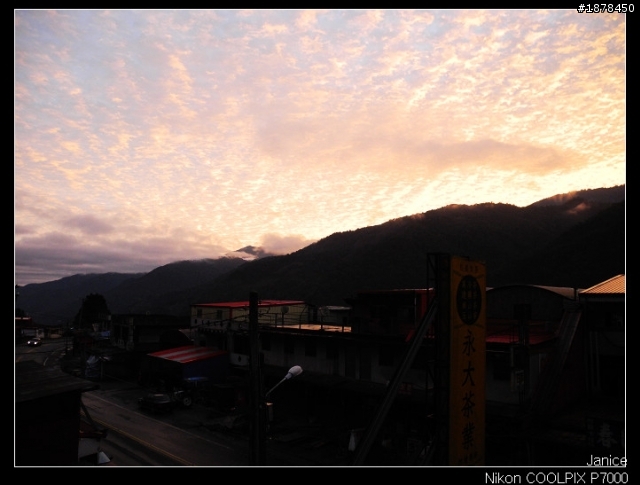 【0211-0212 綿羊團】殘念太平山 + 武陵農場之櫻花爆炸了