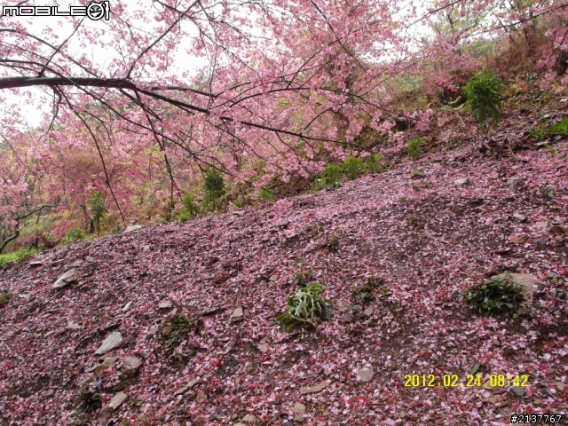 2月24日武陵賞櫻回報....(文字照片有點多..請見諒..)
