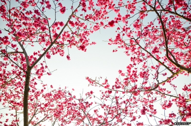 『Nikon D5100』古坑-湖光山舍賞花趣
