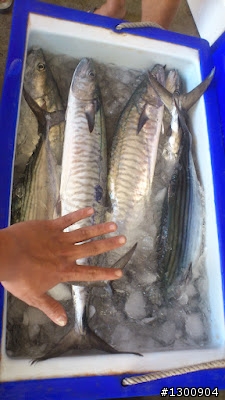 請問有沒有生魚片處理高手!?(有沒有人要一起分魚阿?)