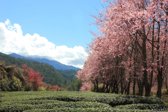 2012, 2月12-14 武陵農場櫻花花況