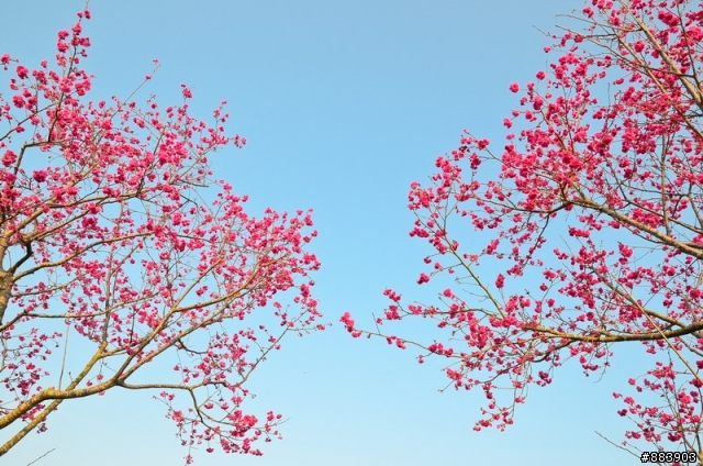 『Nikon D5100』古坑-湖光山舍賞花趣