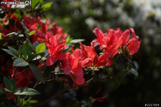 Angenieux 28-70mm f2.6 與 A77 午後的邂逅...