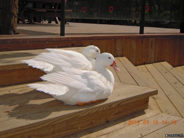 一個老阿伯的旅遊分享記(三)/杉林溪一日遊(2012/03/15)