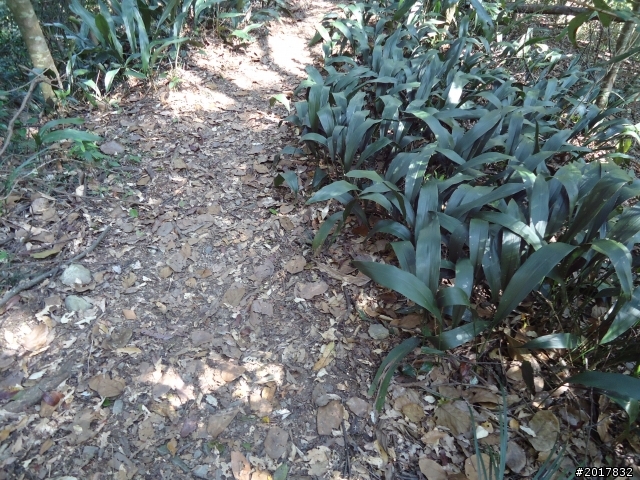 2012-3-18谷關七雄--屋我尾山