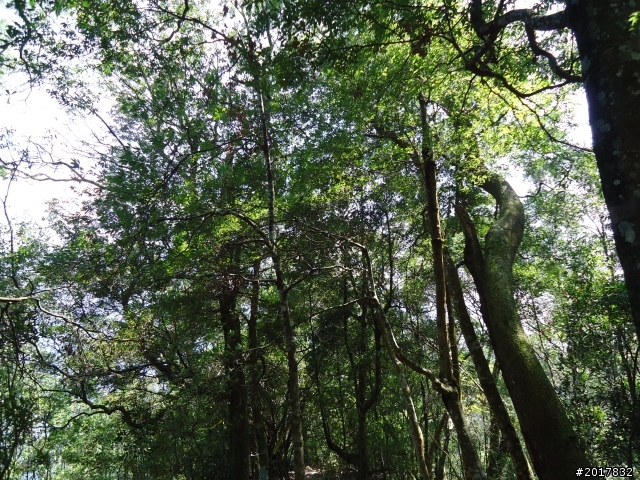 2012-3-18谷關七雄--屋我尾山