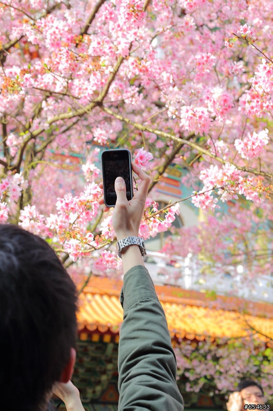5D3+50 1.8櫻花洗板帖(補充說明)