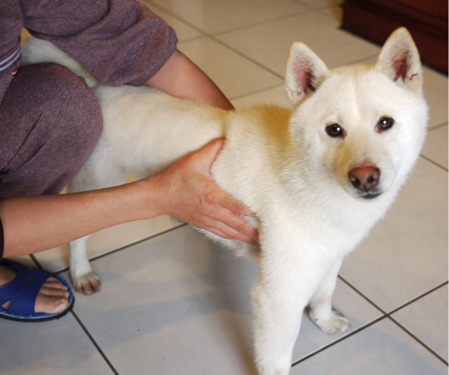 尋找失主!圓山捷運站附近撿到白色柴犬