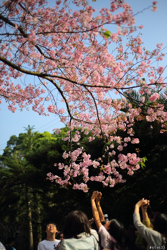 5D3+50 1.8櫻花洗板帖(補充說明)