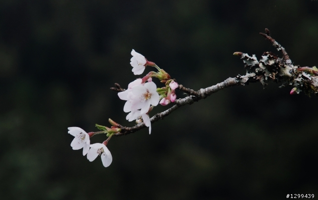 駕著SUV走訪阿里山櫻花季~~