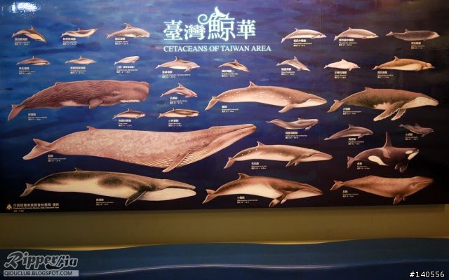 展覽│鯨豚狂想曲特展...