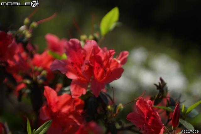 Angenieux 28-70mm f2.6 與 A77 午後的邂逅...