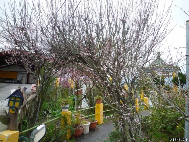2/29一個不留神到武嶺賞雪