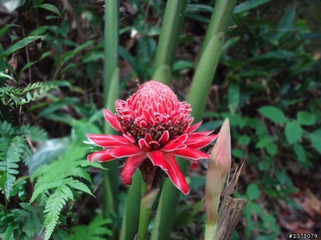 2012 March 馬來西亞 檳城 自助行 Malaysia Penang