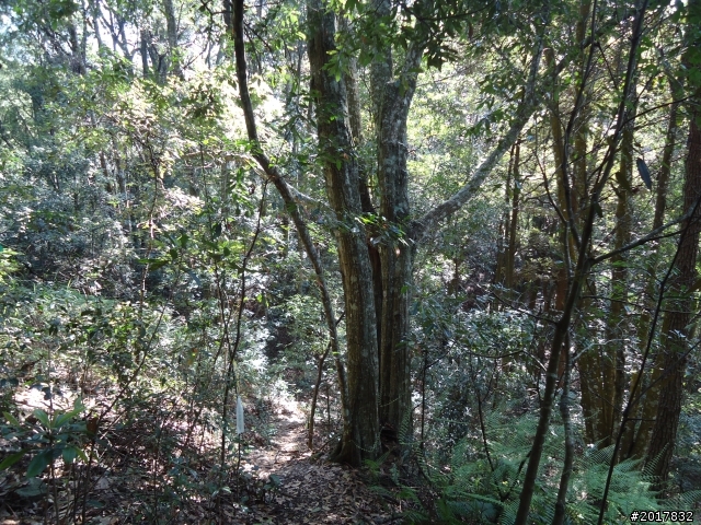 2012-3-18谷關七雄--屋我尾山