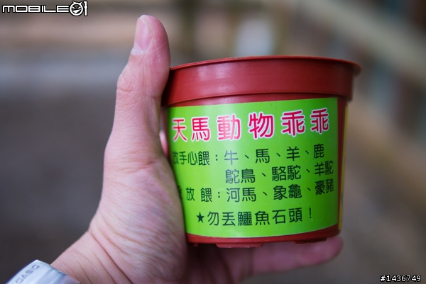 天馬牧場超可愛的羊駝