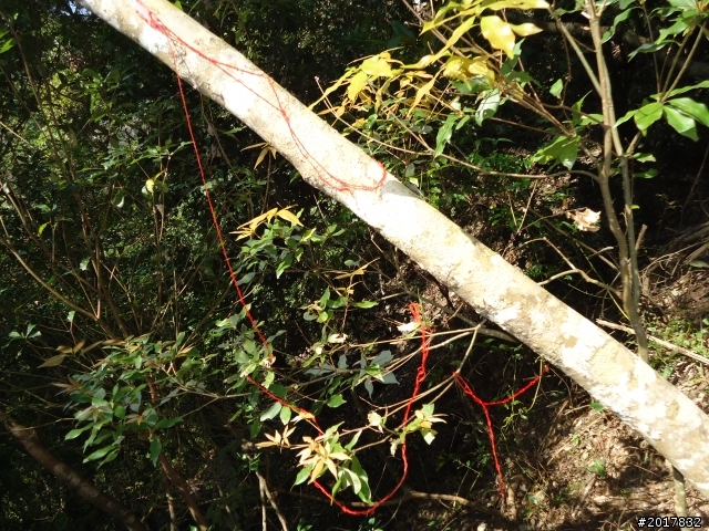 2012-3-18谷關七雄--屋我尾山