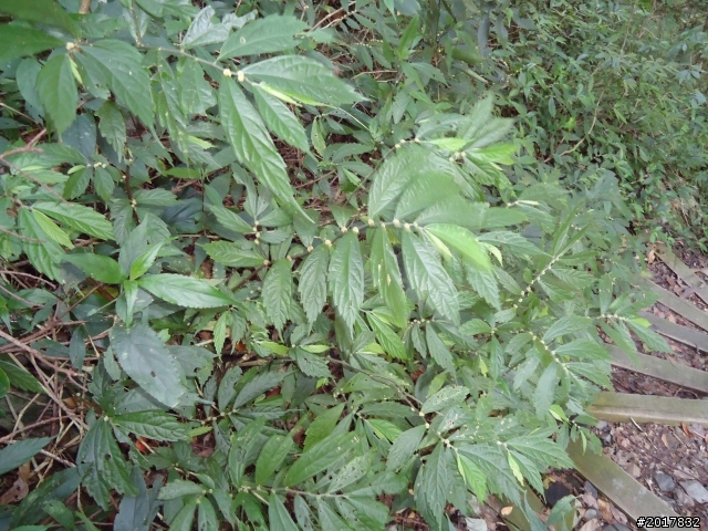 2012-3-18谷關七雄--屋我尾山