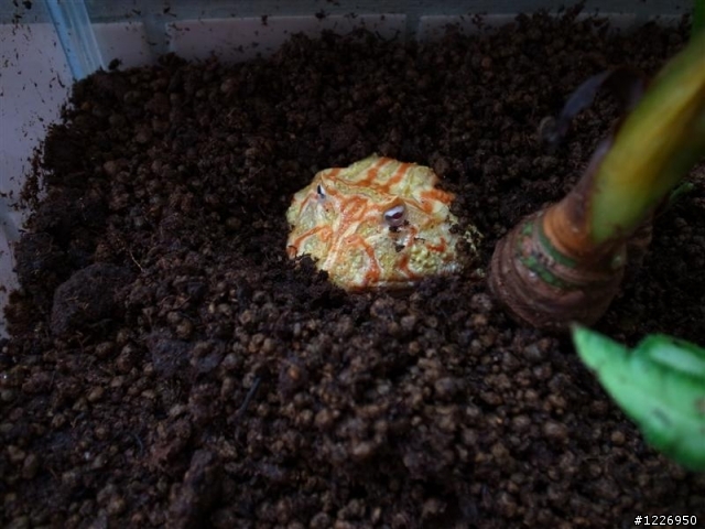 角蛙缸分享