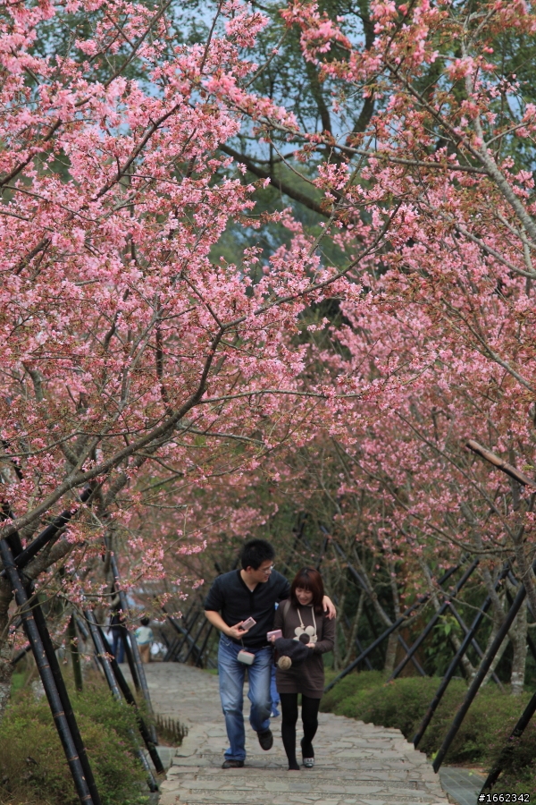 2012/3/3 我在清境.天氣晴:富士櫻&霧社櫻花季