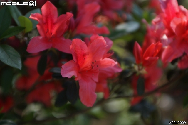 Angenieux 28-70mm f2.6 與 A77 午後的邂逅...