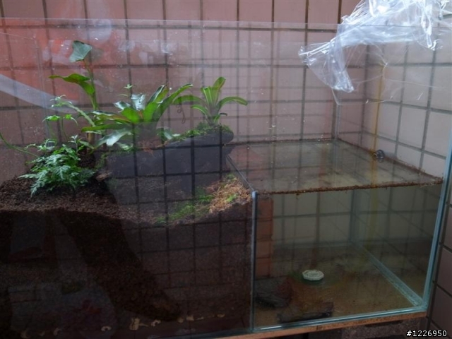 角蛙缸分享