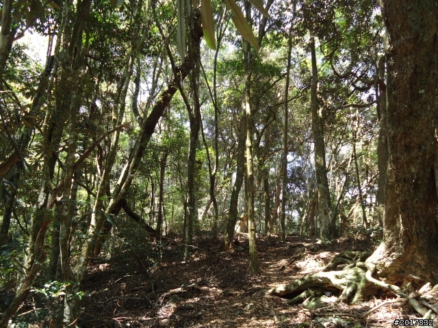 2012-3-18谷關七雄--屋我尾山
