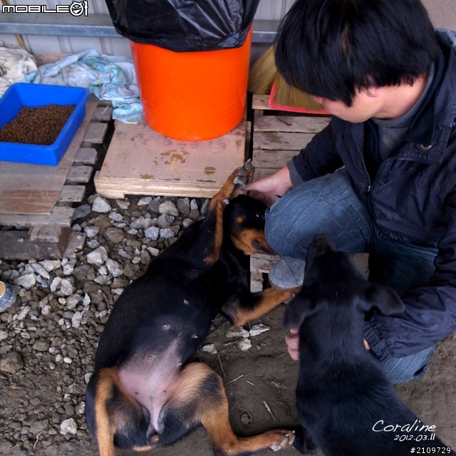 | 轉貼分享 | Home sweet Home (流浪動物圖文)