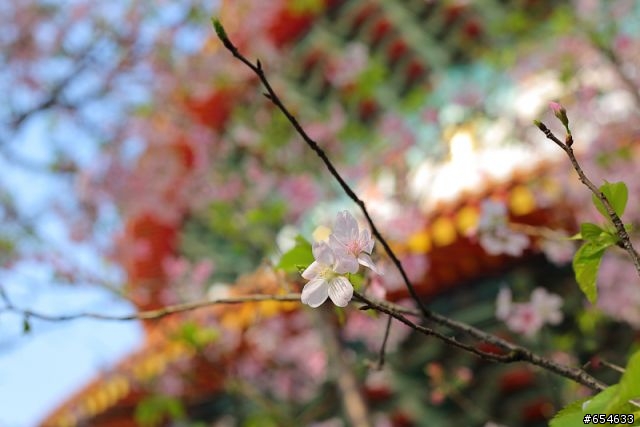 5D3+50 1.8櫻花洗板帖(補充說明)