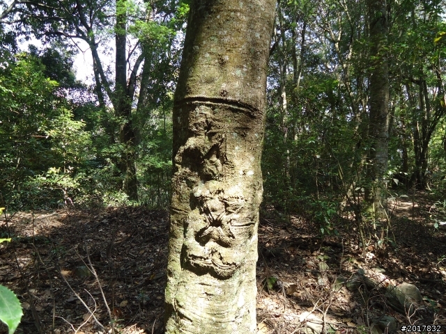 2012-3-18谷關七雄--屋我尾山
