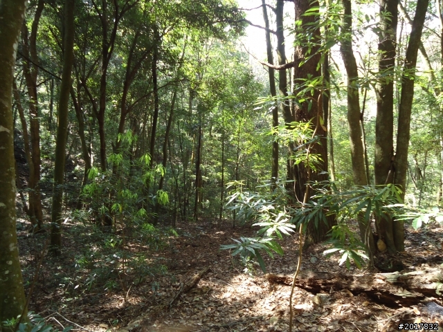 2012-3-18谷關七雄--屋我尾山