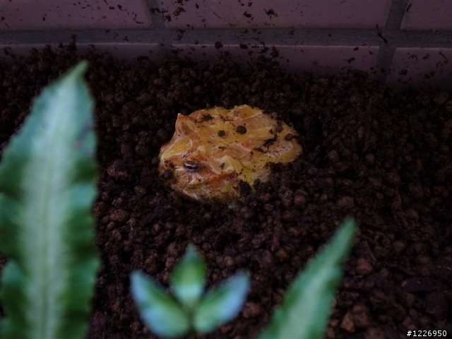 角蛙缸分享