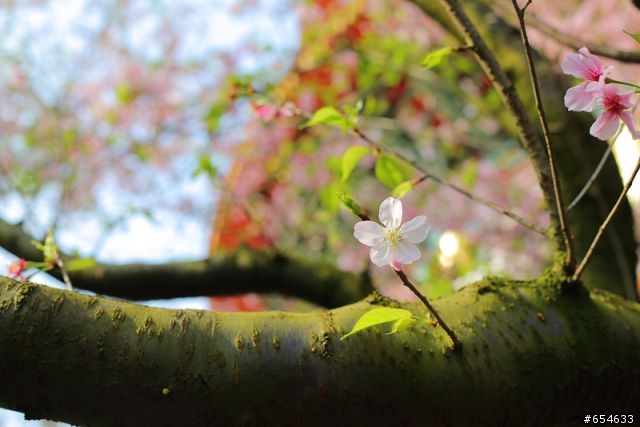 5D3+50 1.8櫻花洗板帖(補充說明)