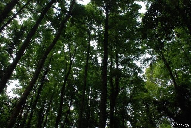 駕著SUV走訪阿里山櫻花季~~