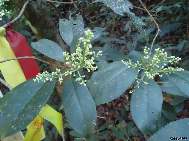 2012-3-18谷關七雄--屋我尾山