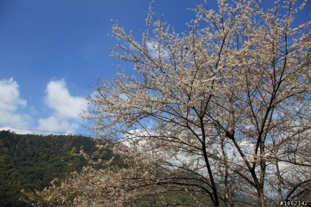 2012/3/3 我在清境.天氣晴:富士櫻&霧社櫻花季