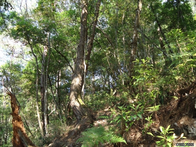 2012-3-18谷關七雄--屋我尾山