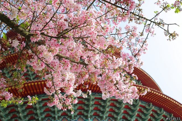 5D3+50 1.8櫻花洗板帖(補充說明)