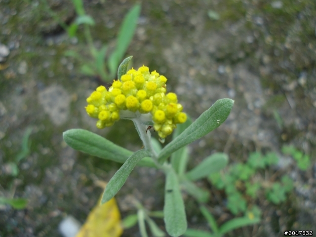 2012-3-18谷關七雄--屋我尾山
