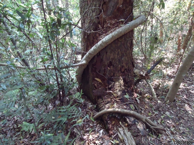 2012-3-18谷關七雄--屋我尾山