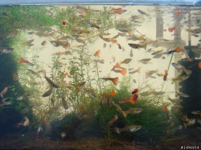 送孔雀魚~~(士林) 3/30(五)最新通知:風雨無阻~