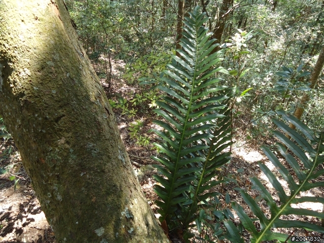 2012-3-18谷關七雄--屋我尾山